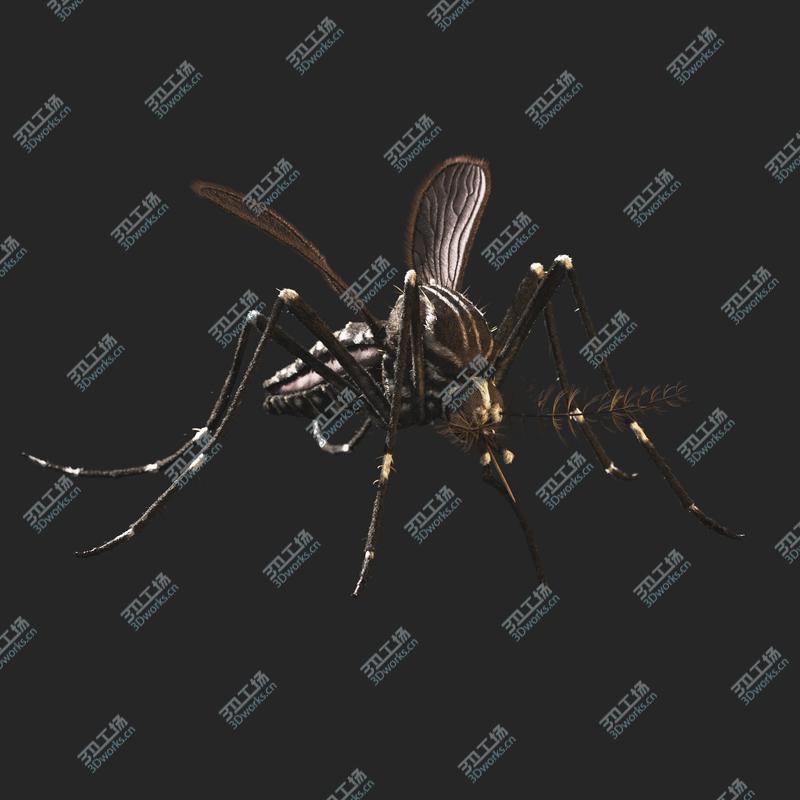 images/goods_img/2021040164/Aedes Aegypti - Mosquito/4.jpg